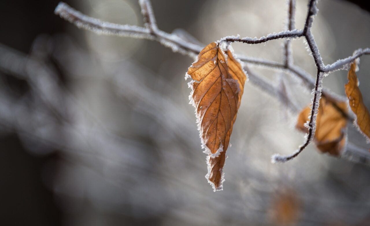 Entretien des jardins en hiver