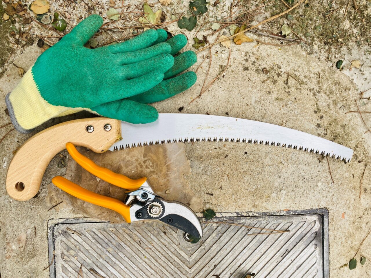 Taille des arbres fruitiers