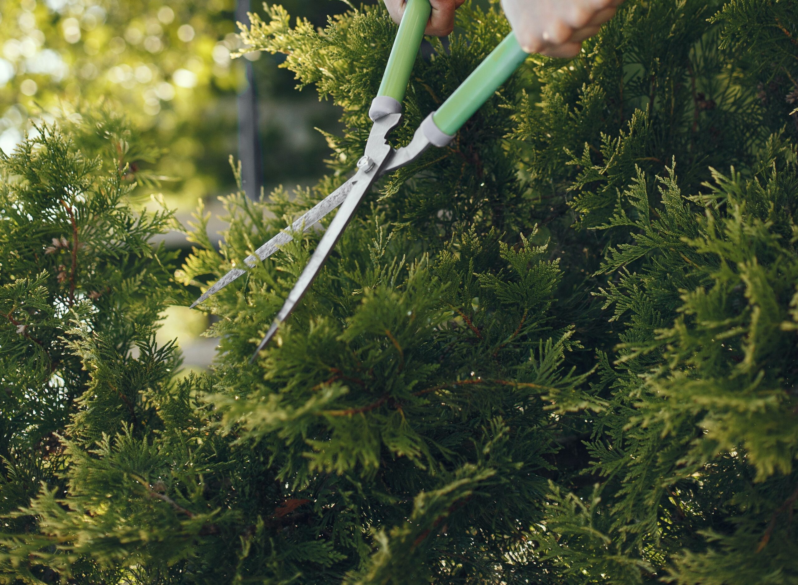 Taille ou élagage aux jardins