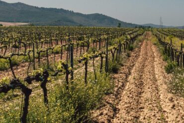 Taille ou élagage des arbres aux jardins : 2 cas importants.