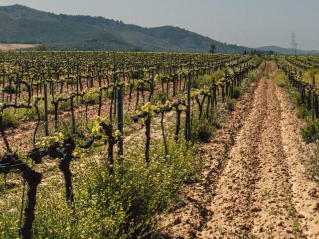 Taille de formation des arbres fruitiers