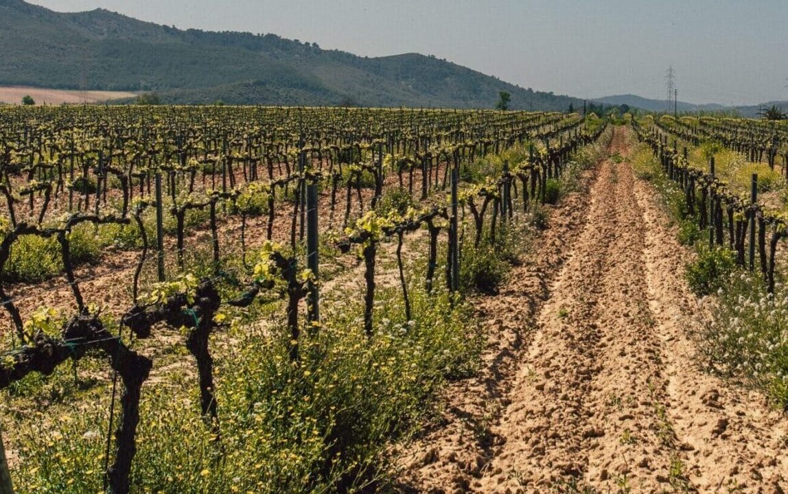 Taille de formation des arbres fruitiers
