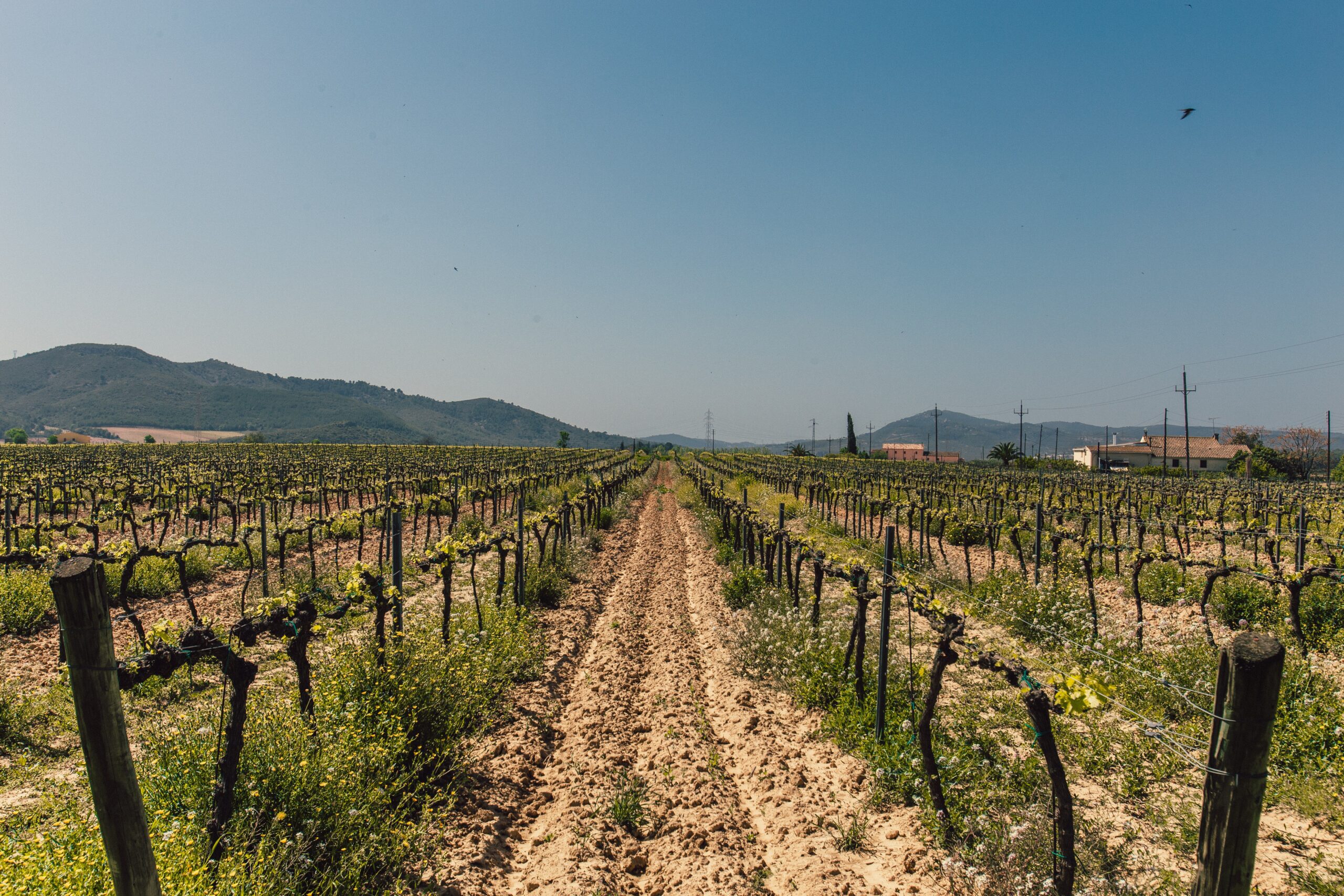 Palissage en agriculture