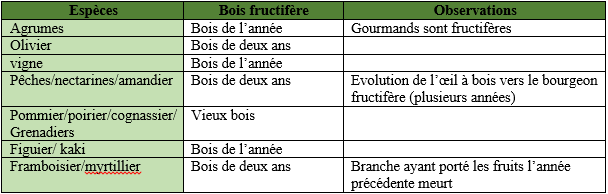 Taille de fructification et d'entretien des arbres fruitiers