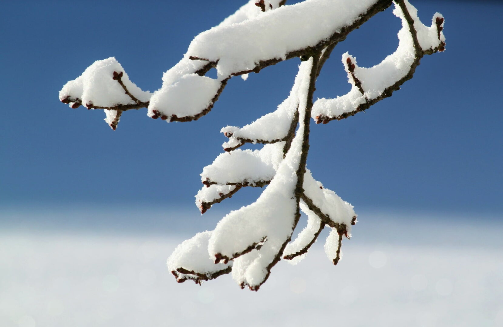 Effet du froid sur les végétaux