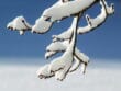 Effet du froid sur les végétaux