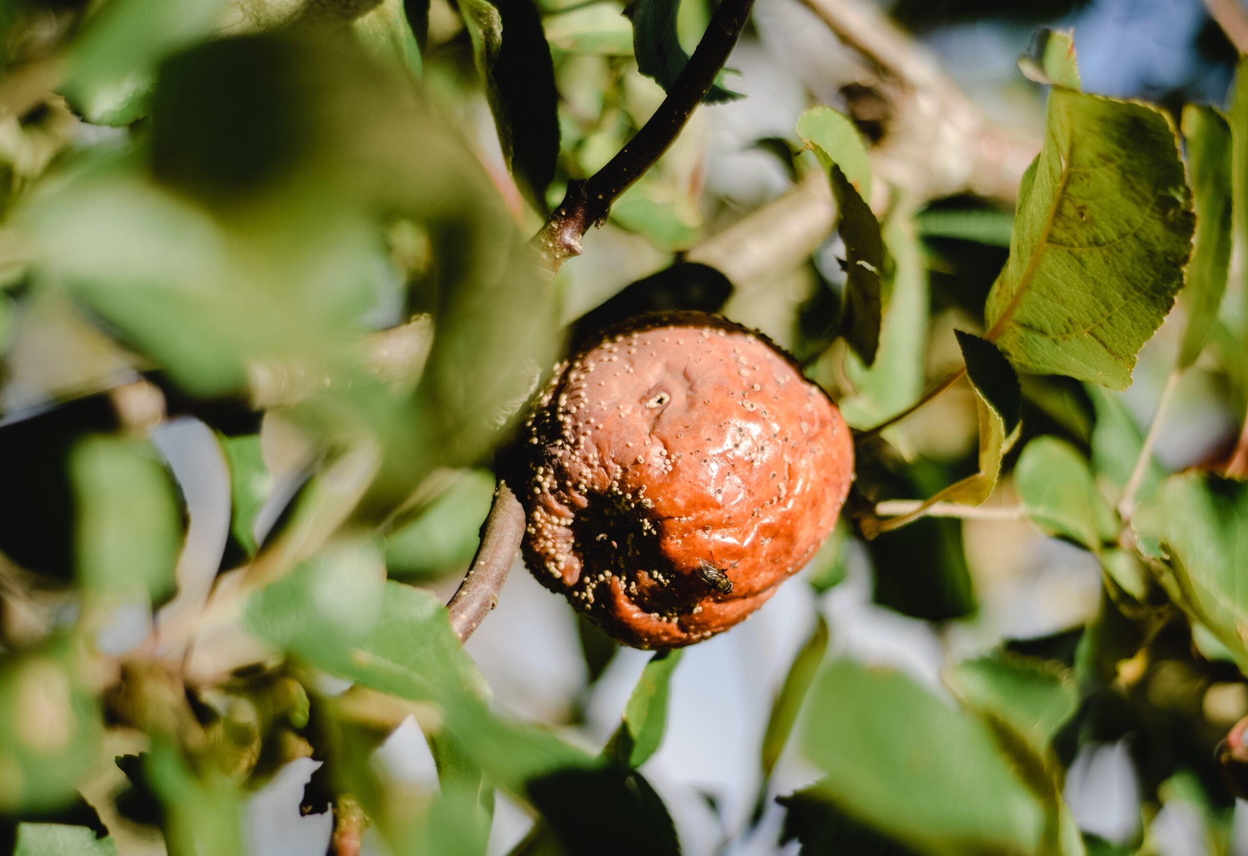 Lutte phytosanitaire en hiver