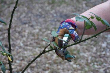 Taille de fructification et ou entretien : 2 cas essentiels.