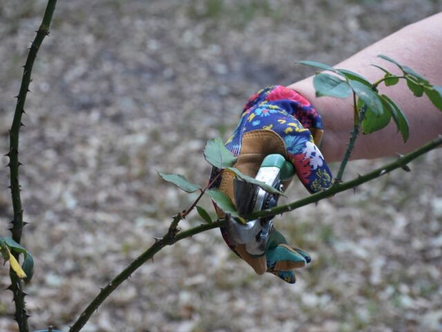 Taille ou élagage aux jardins