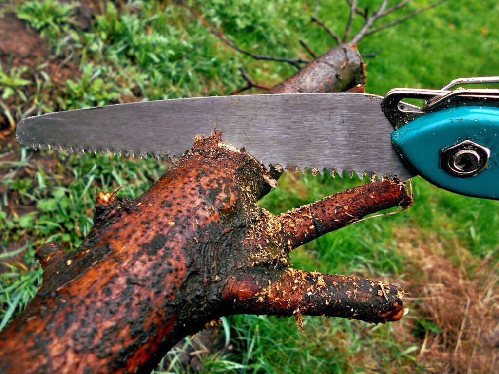 Taille de fructification et d'entretien des arbres fruitiers