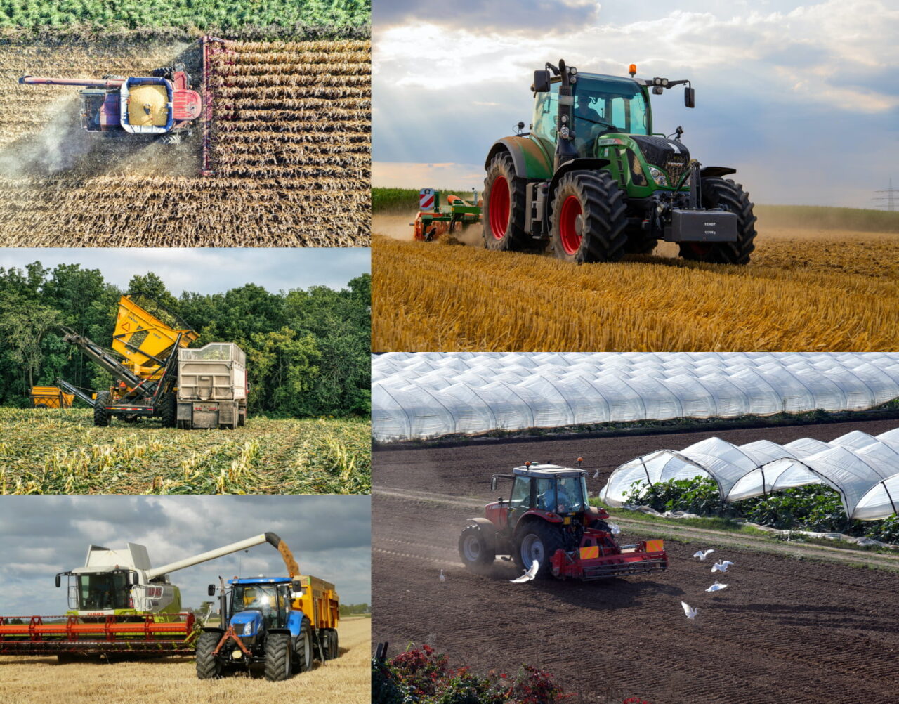 Désherbage du gazon aux jardins : 3 techniques importantes.