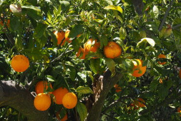 Ver blanc de gazon aux jardins : 2 moyens de lutte efficaces