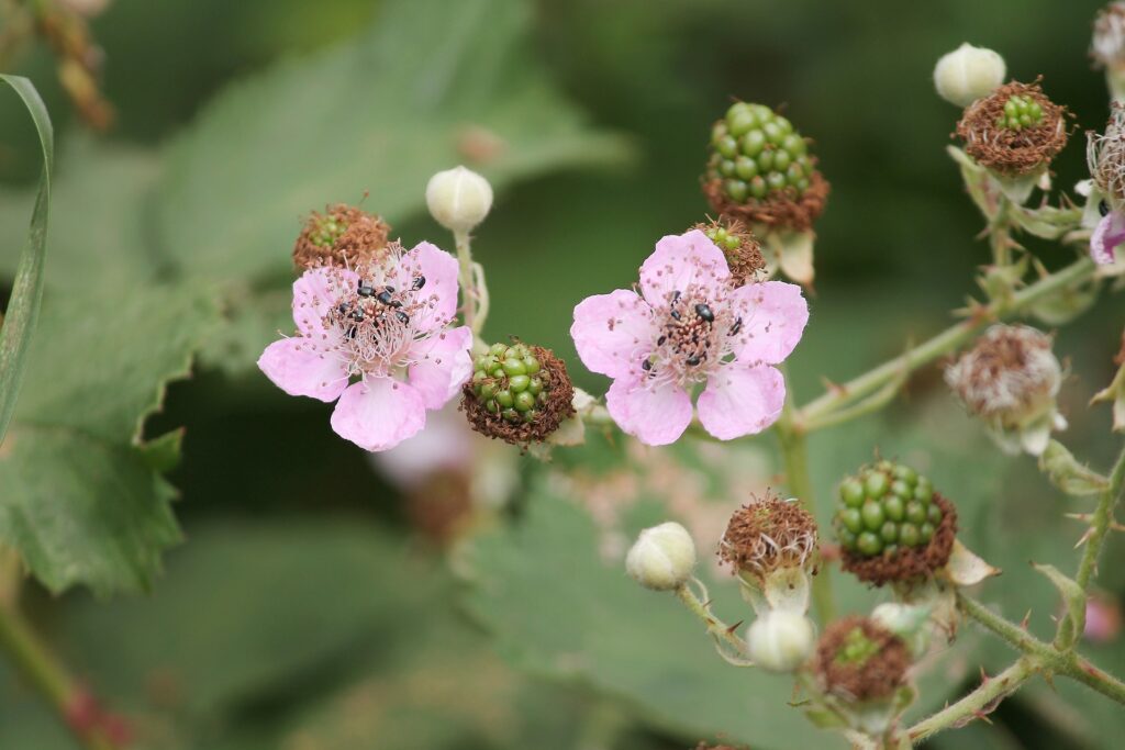 Floraison Nouaison chez les plantes
