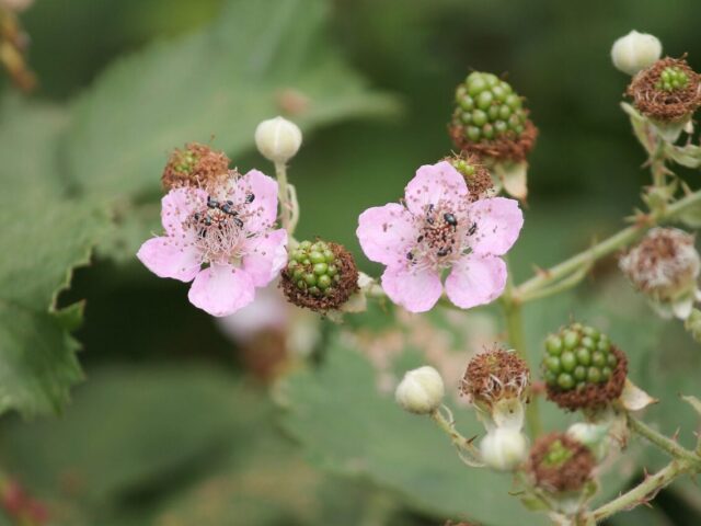 Floraison Nouaison chez les plantes