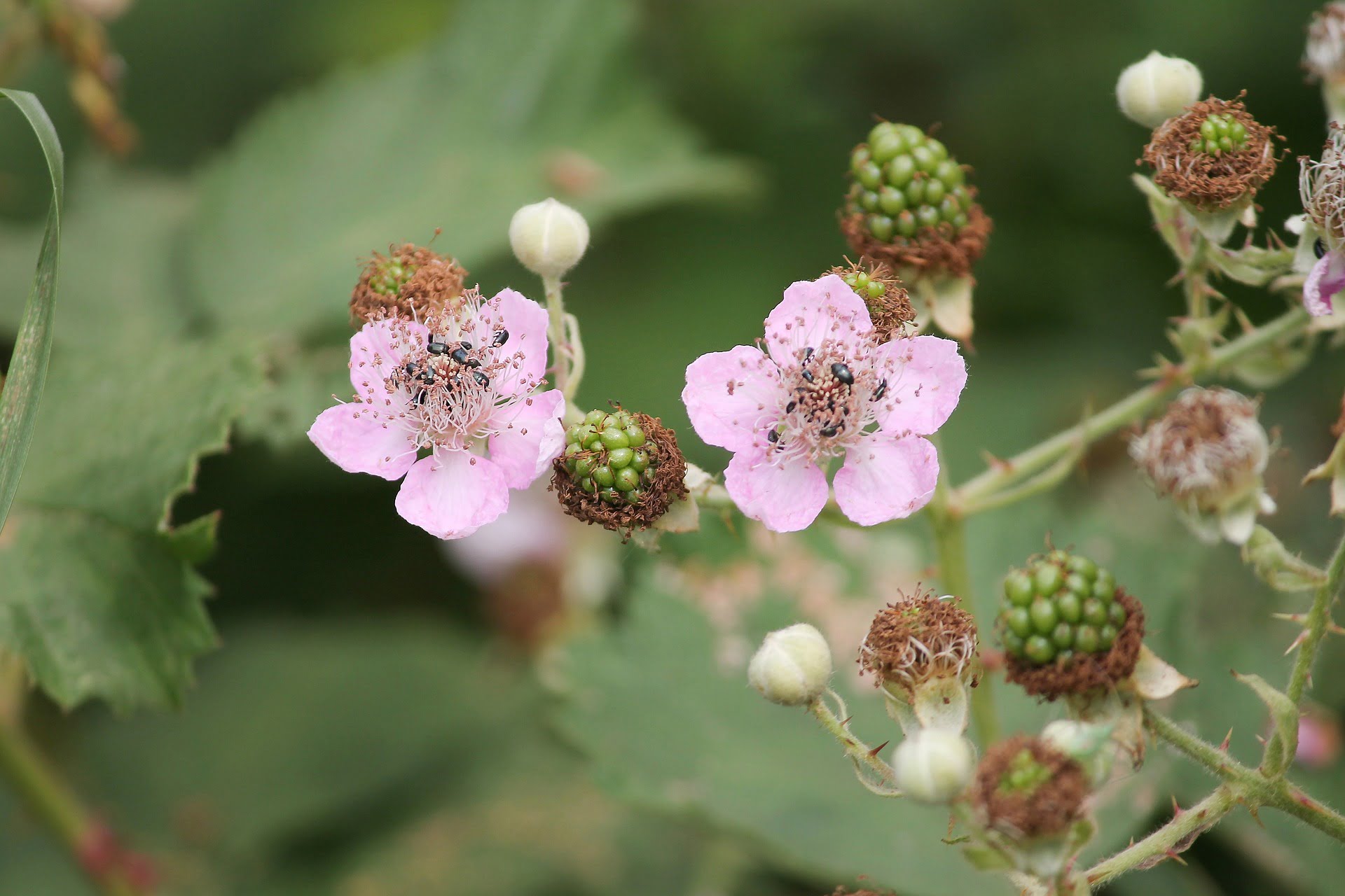 Floraison Nouaison chez les plantes