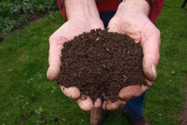 Greffage des végétaux : 5 étapes importantes et nécessaires.