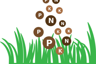 Fertilisation des végétaux : 5 éléments importants de calcul