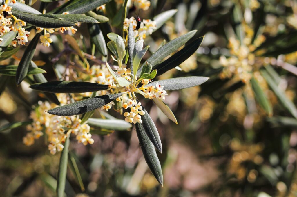 Floraison Nouaison chez les plantes