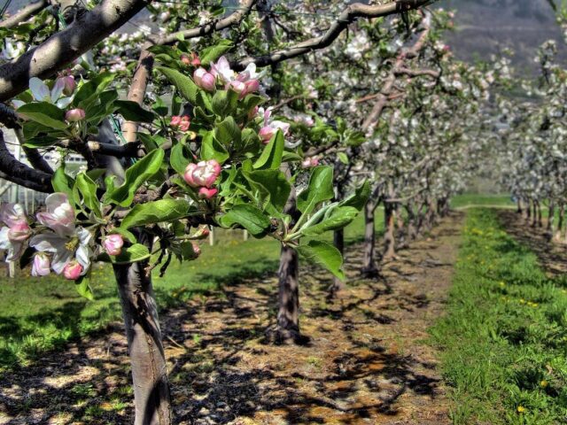 Désherbage des arbres fruitiers
