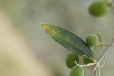 Fusariose du gazon : 2 importants types de la Fusarium.