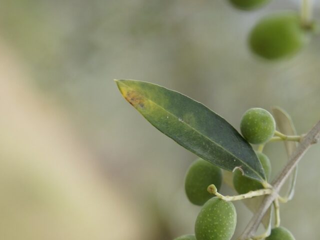 Oeil de paon sur oliviers