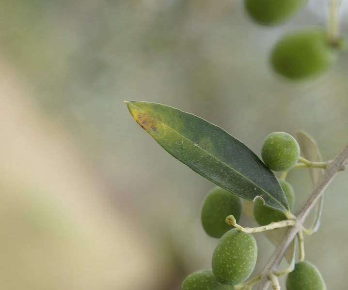 Maladies de plantes