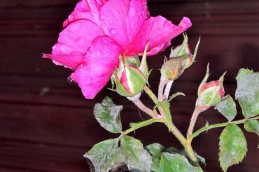 Nutrition végétale : 3 principes de base essentiels à savoir