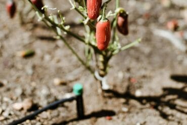 Stades sensibles des cultures : 4 stades importants à savoir