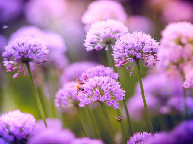 Plantes répulsives des insectes