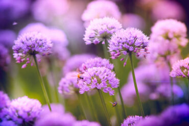 Chlorose des végétaux : 2 importantes types de causes.