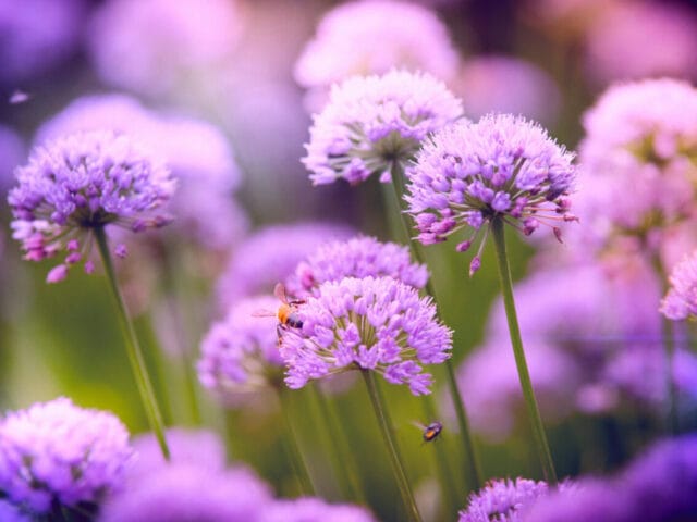 Plantes répulsives des insectes