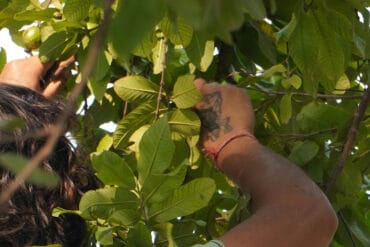 Réensemencement de gazon en 2 étapes essentielles.