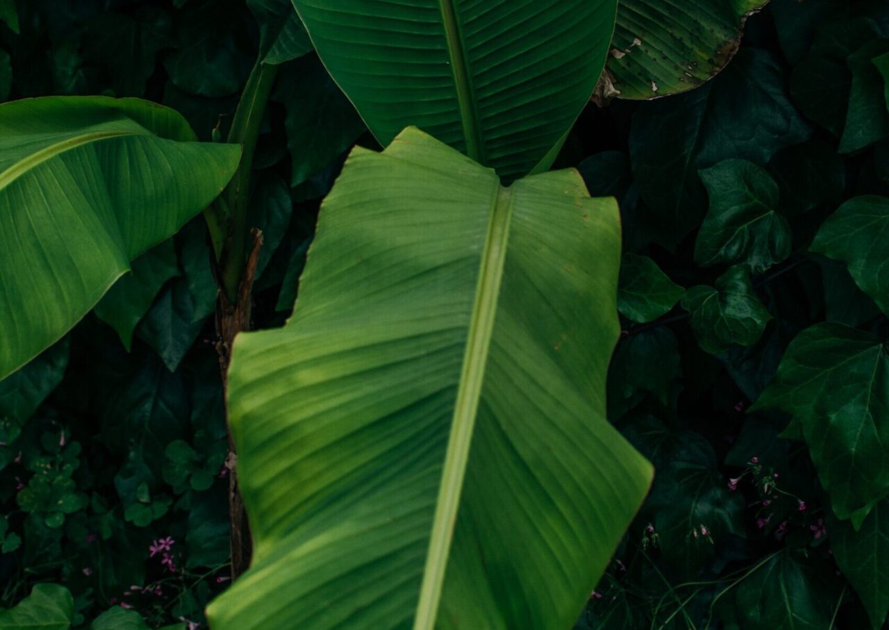 Chlorose des végétaux