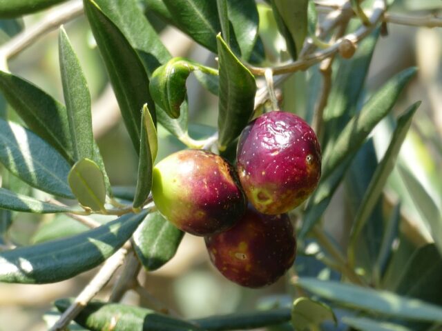 Mouche de l’olive
