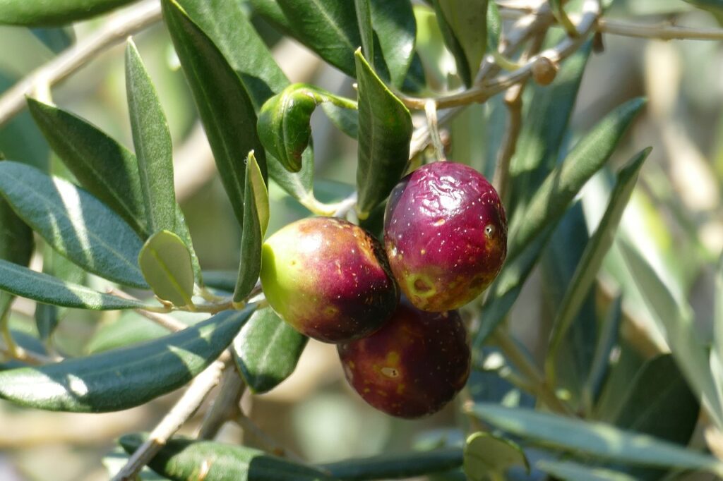 Mouche de l'olive
