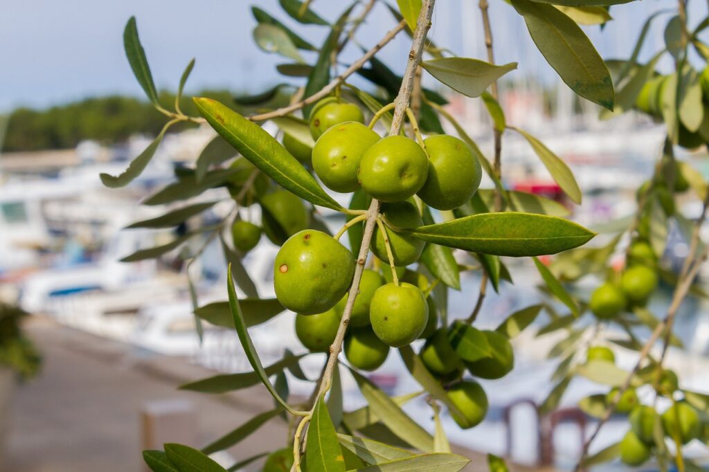 Mouche de l'olive