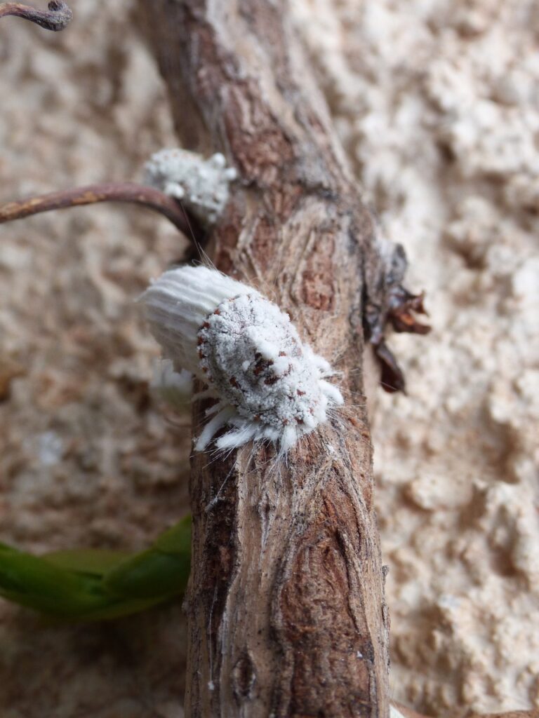 Cochenille farineuse