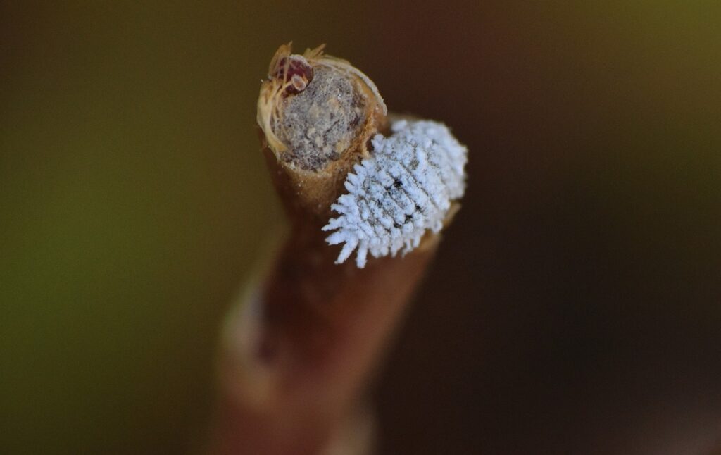 Cochenilles phytophages
