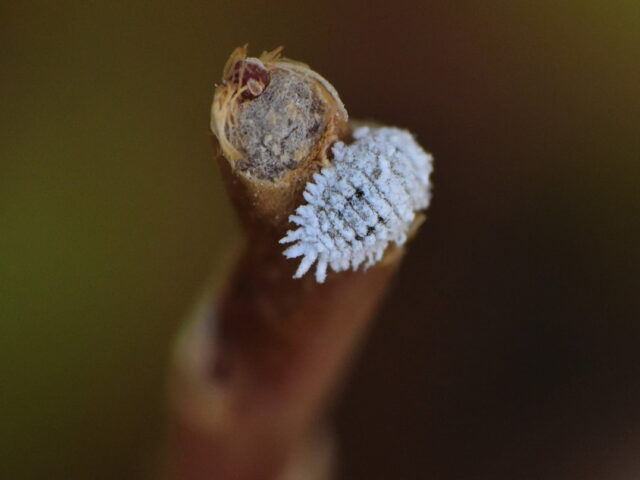 Cochenilles phytophages