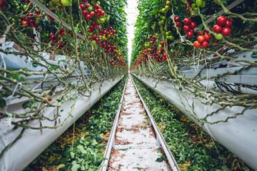 Paillis ou Paillage au jardin : 7 objectifs importants.