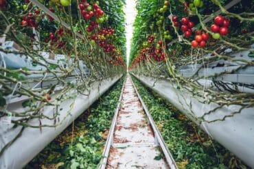 Opérations de jardinage en été : 10 opérations essentielles.