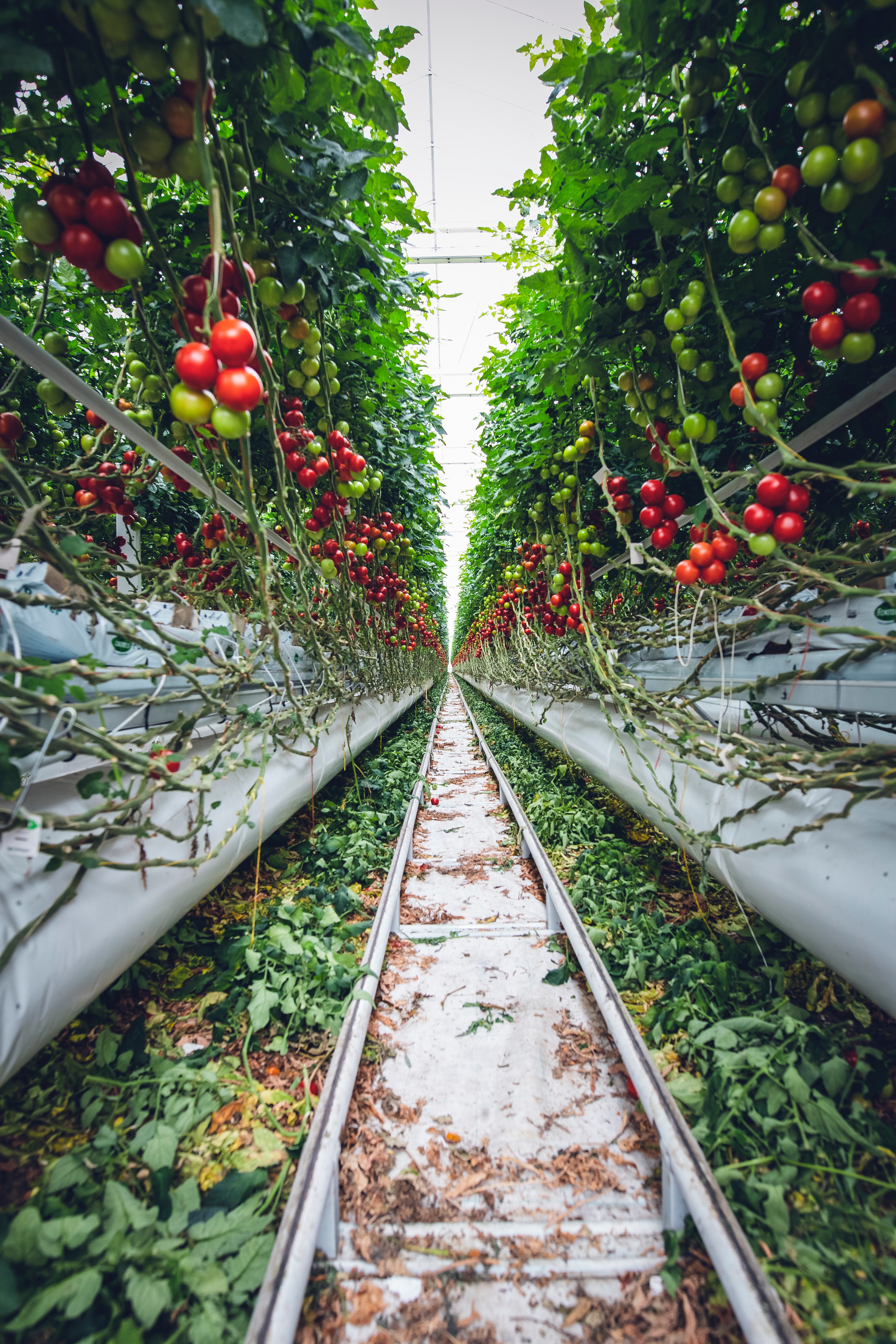 Potager en Août