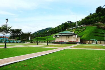 Taille en vert des arbres fruitiers : 9 conseils importants.