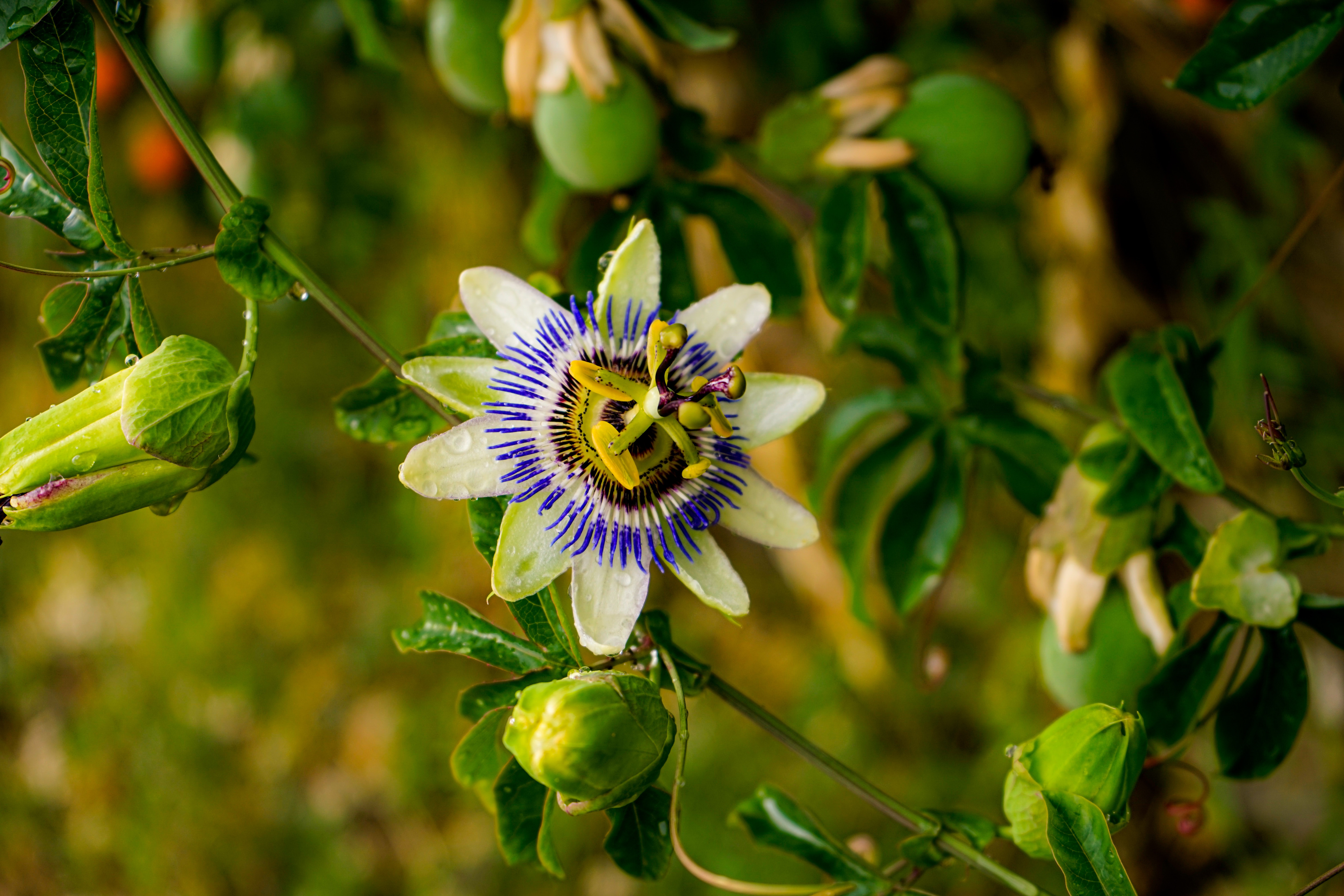 Plantes d'ornements à feuillage persistant