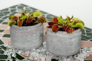 Bonnes pratiques des traitements phytosanitaires à savoir.