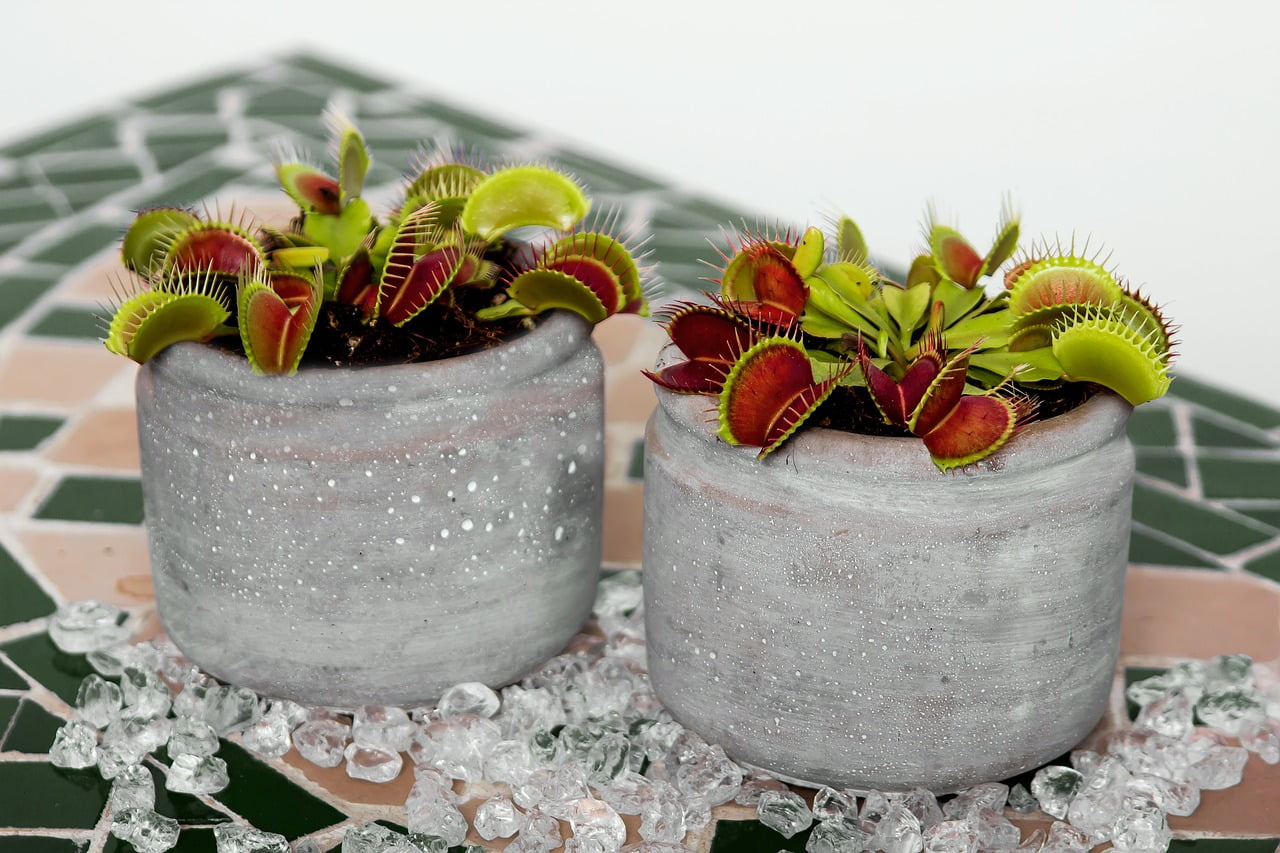 Plantes carnivores