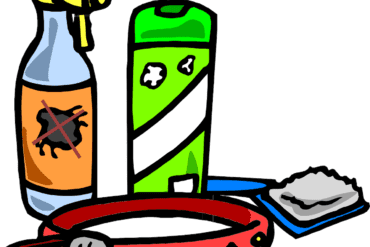 Paillis ou Paillage au jardin : 7 objectifs importants.