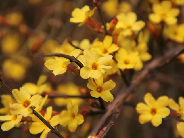 Plantes d'ornements d'automne-hiver