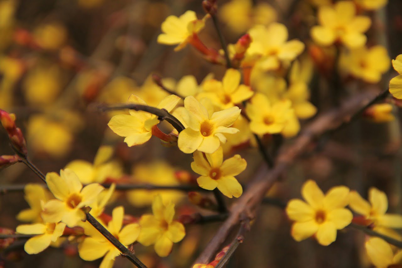 Plantes d'ornements d'automne-hiver