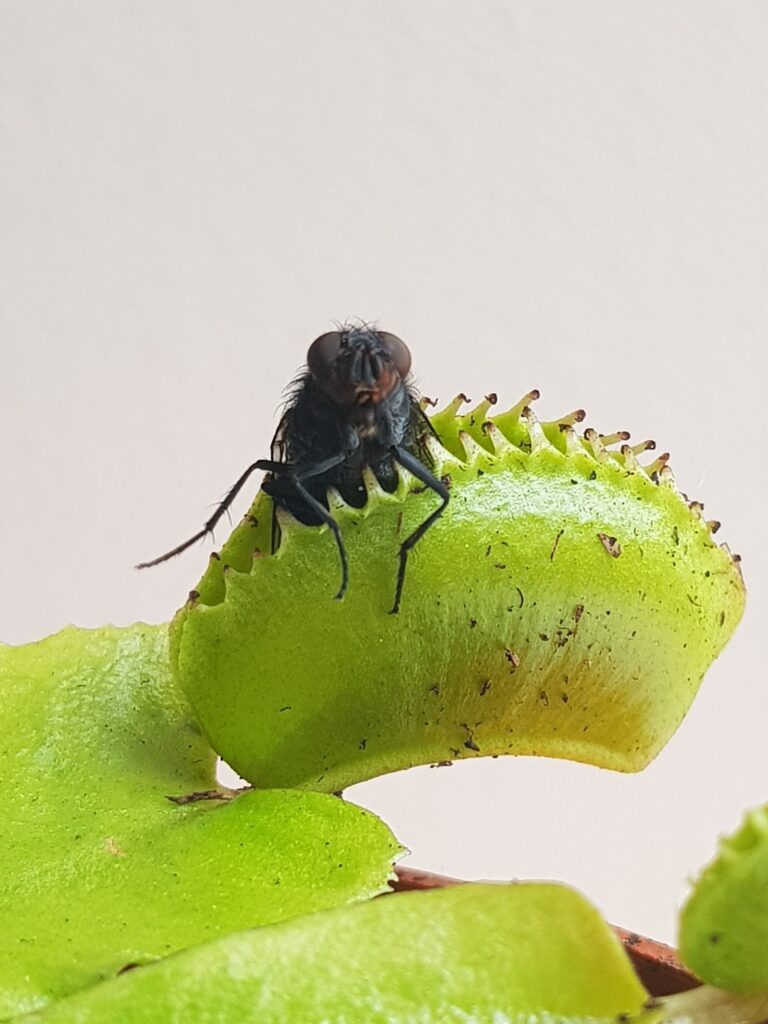Plantes carnivores
